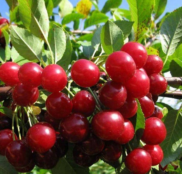 Вишня обыкновенная 'Изобильная'